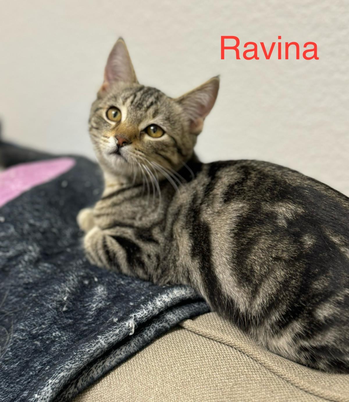 Ravina