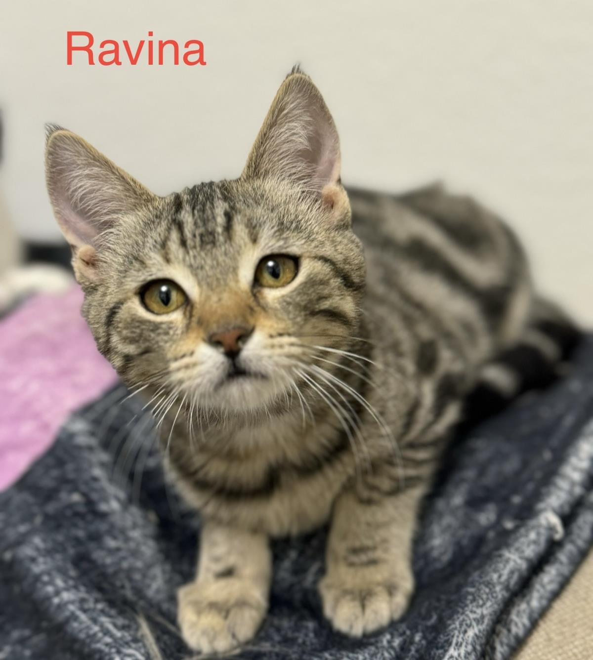 Ravina