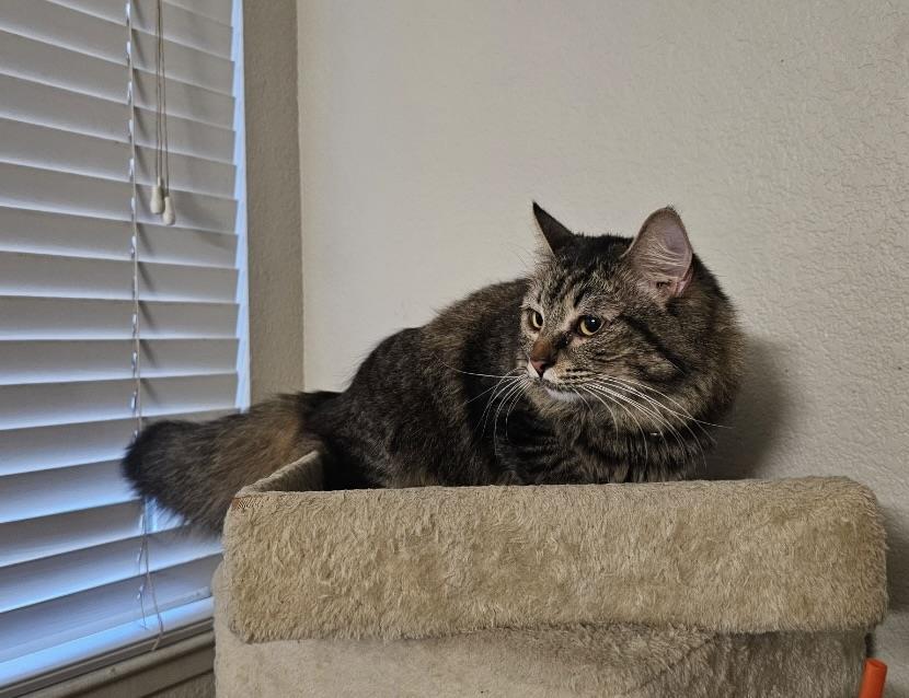 Indy
