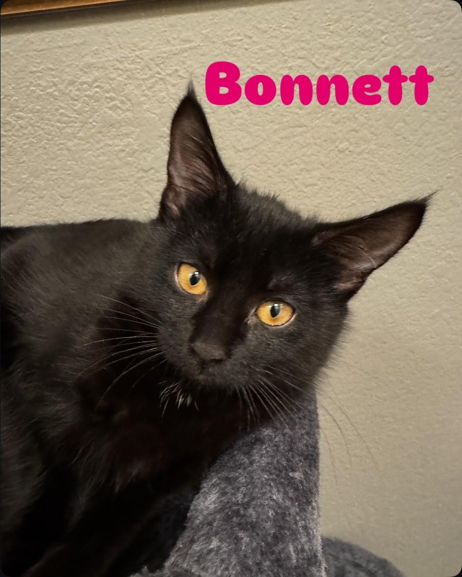 Bonnett